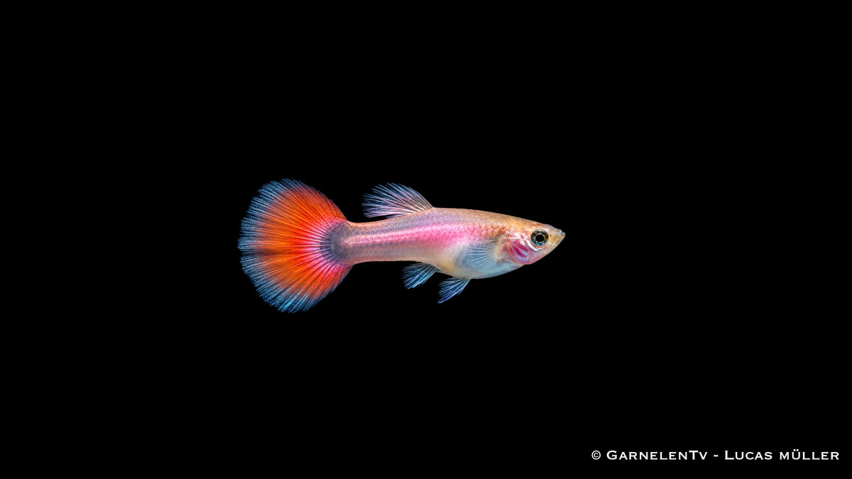 Guppy weiblich pink metallic - Poecilia reticulata