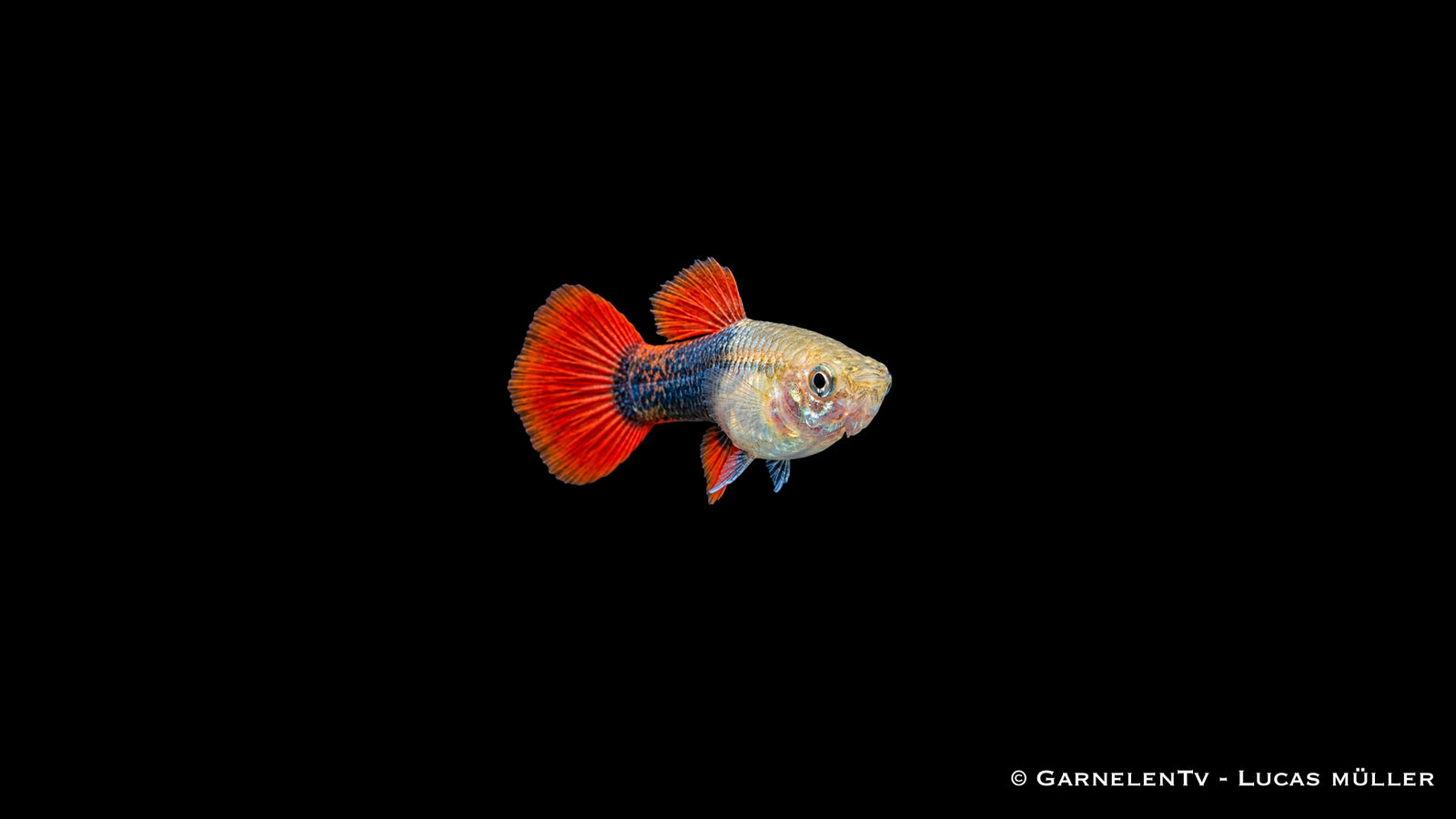 Guppy weiblich red blond tuxedo - Poecilia reticulata