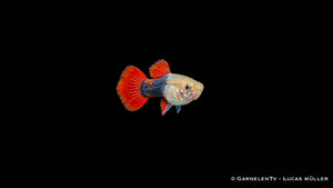 Guppy weiblich red blond tuxedo - Poecilia reticulata