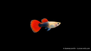 Guppy weiblich red blond tuxedo - Poecilia reticulata