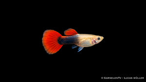 Guppy weiblich red blond tuxedo - Poecilia reticulata
