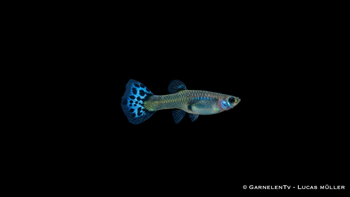 Guppy weiblich snakeskin blau - Poecilia reticulata