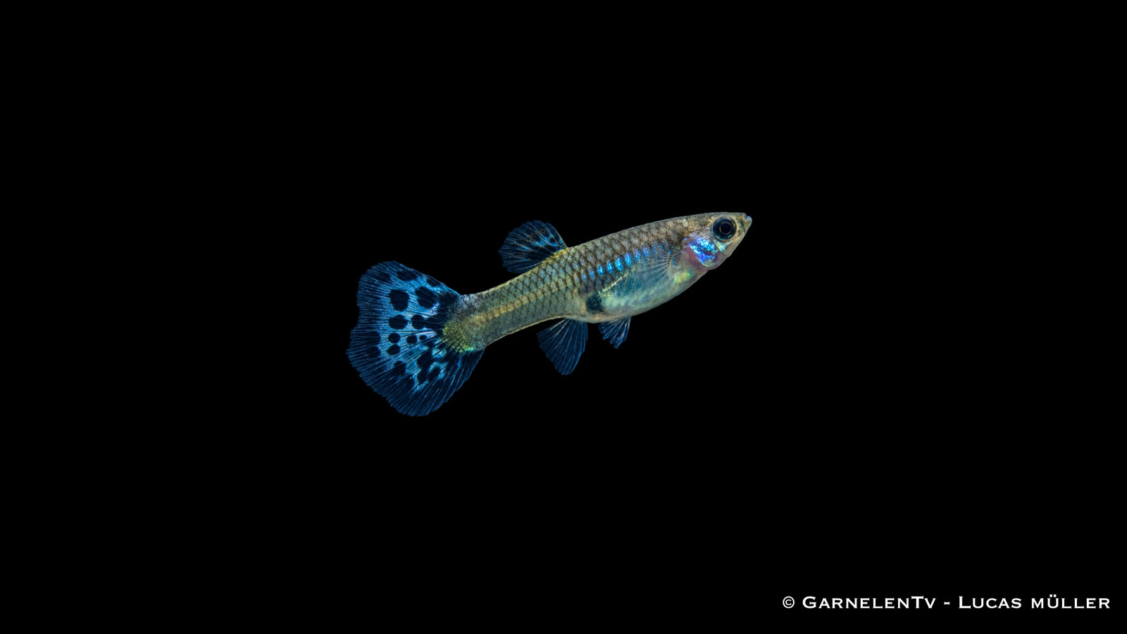 Guppy weiblich snakeskin blau - Poecilia reticulata
