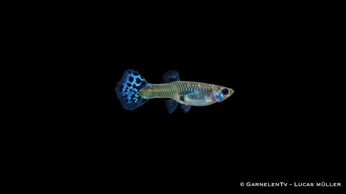 Guppy weiblich snakeskin blau - Poecilia reticulata