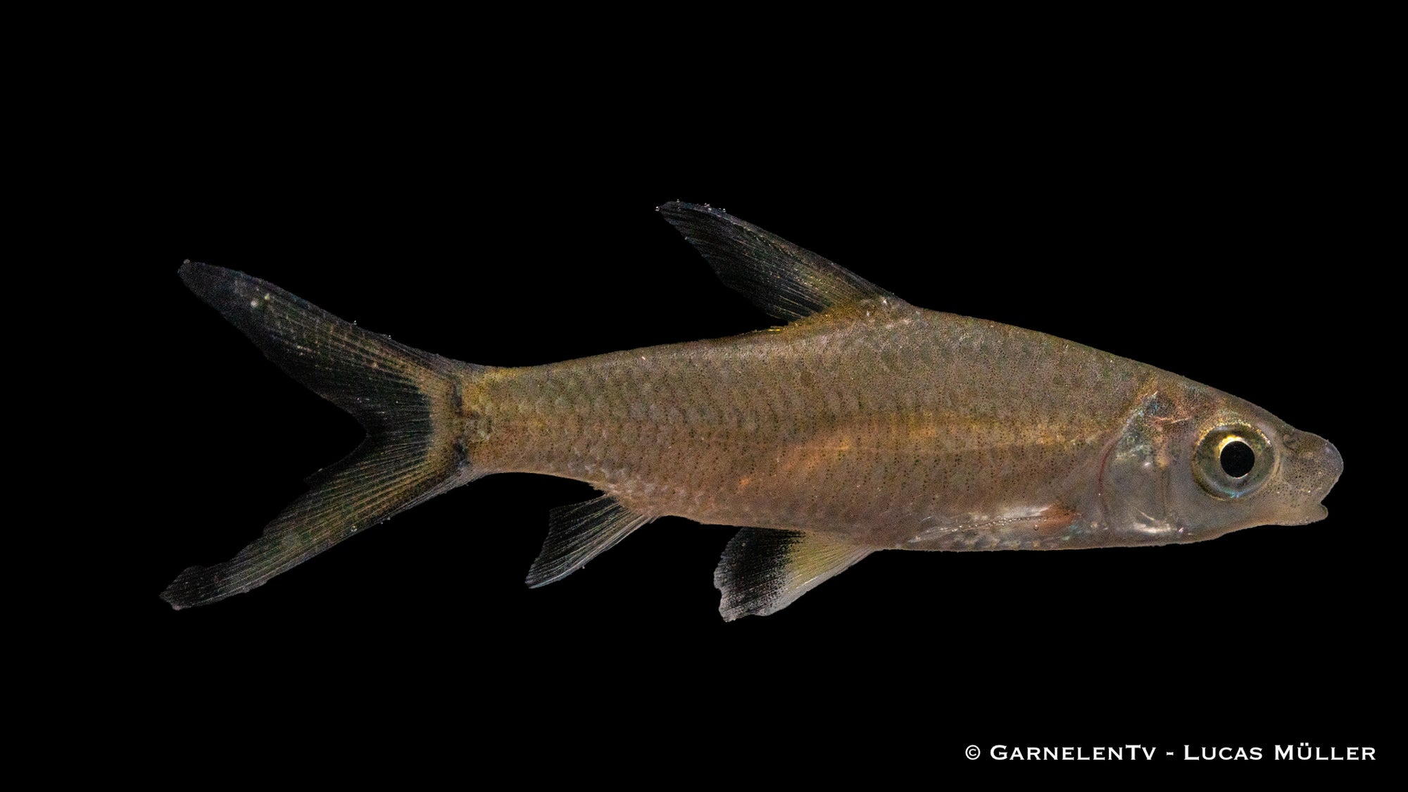 Haibarbe im Aquarium