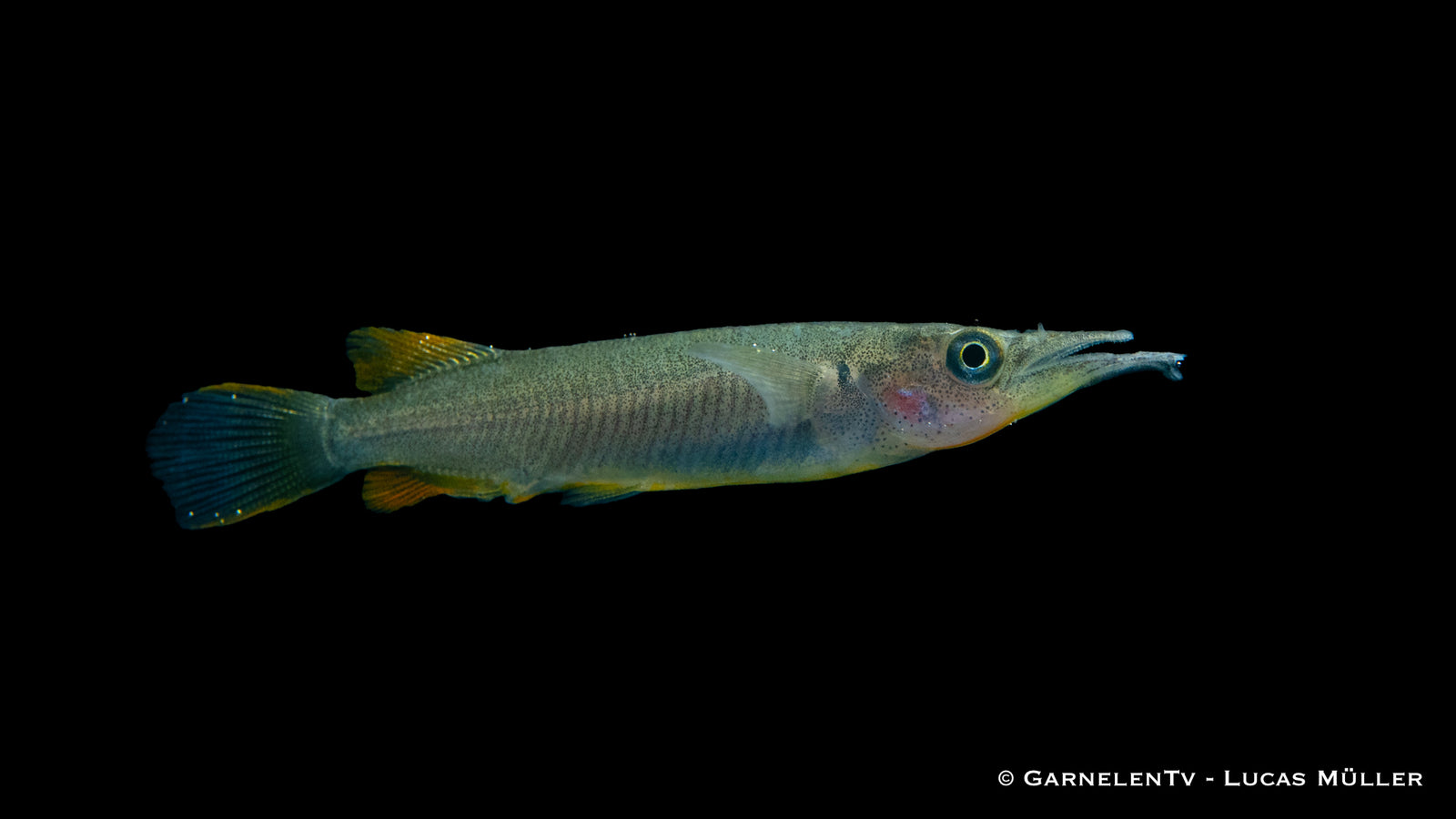 Halbschnabelhechtling Dermogenys pusillus im Aquarium