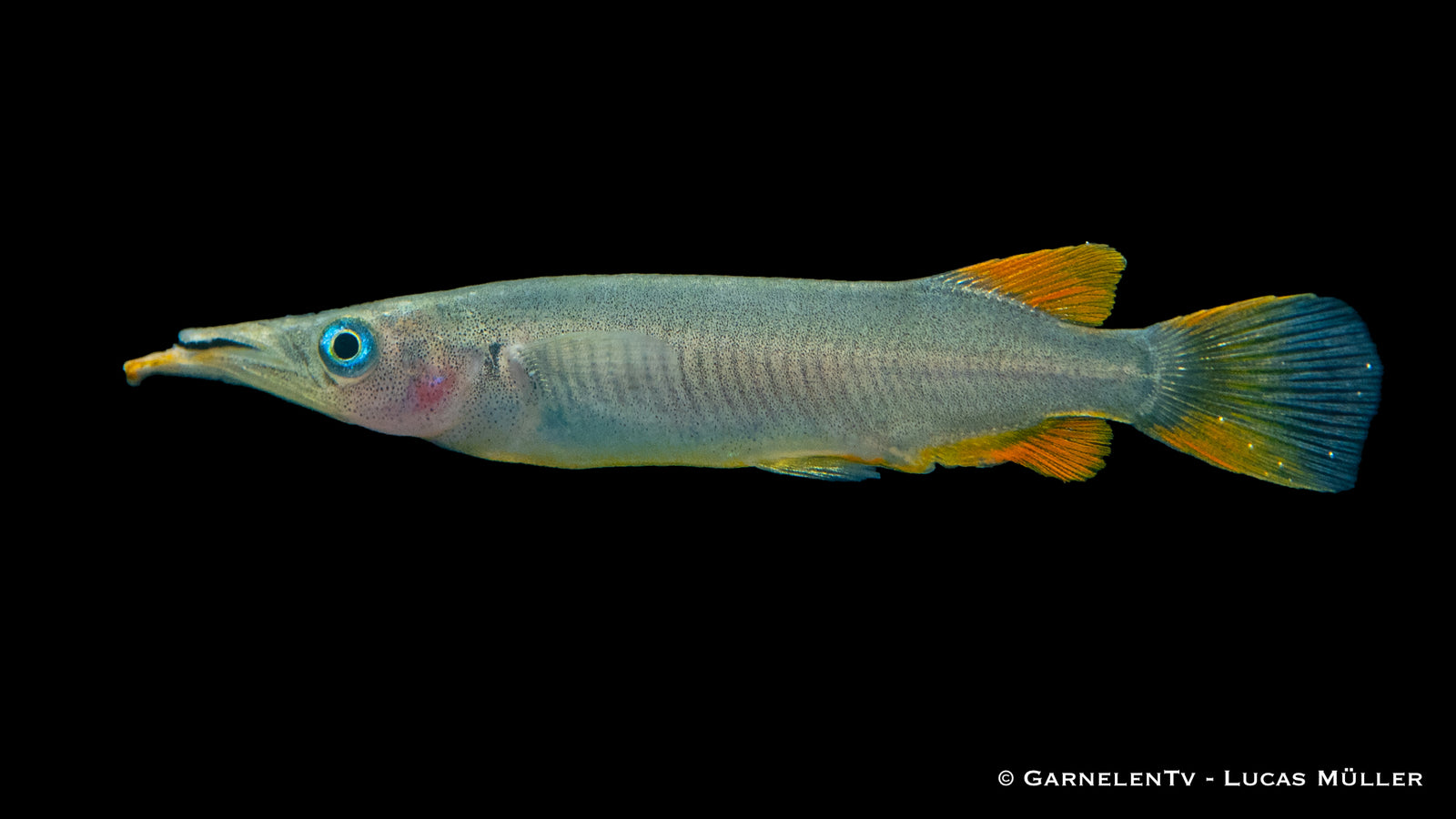 Halbschnabelhechtling Dermogenys pusillus im Aquarium