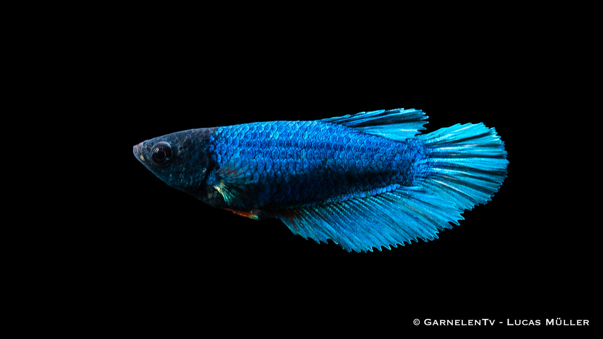 Halfmoon Betta female swimming gracefully in a colorful tank