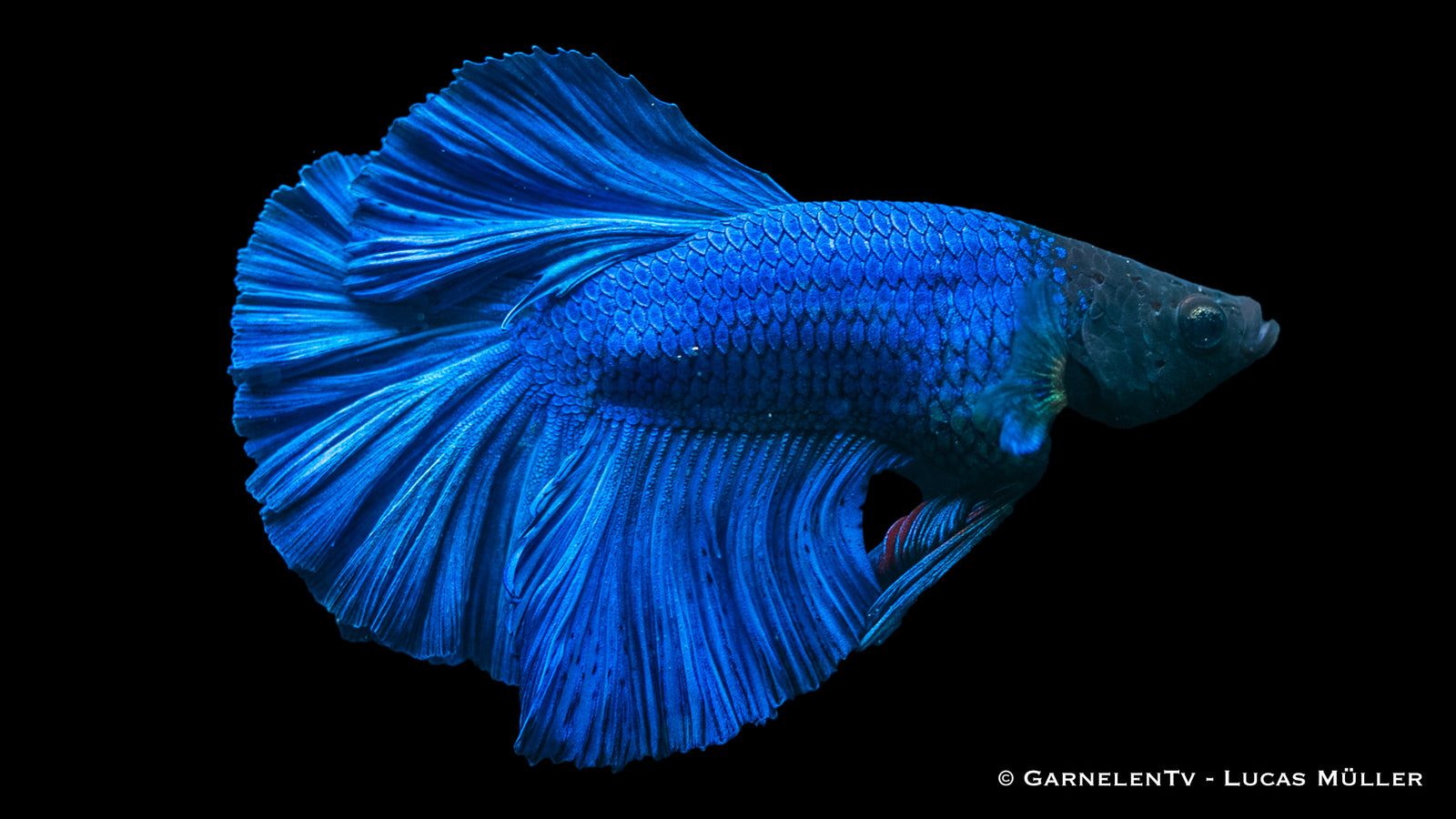 Halfmoon Kampffisch Männchen swimming in a freshwater tank