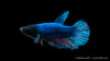 Kampffisch Halfmoon weiblich - Betta splendens