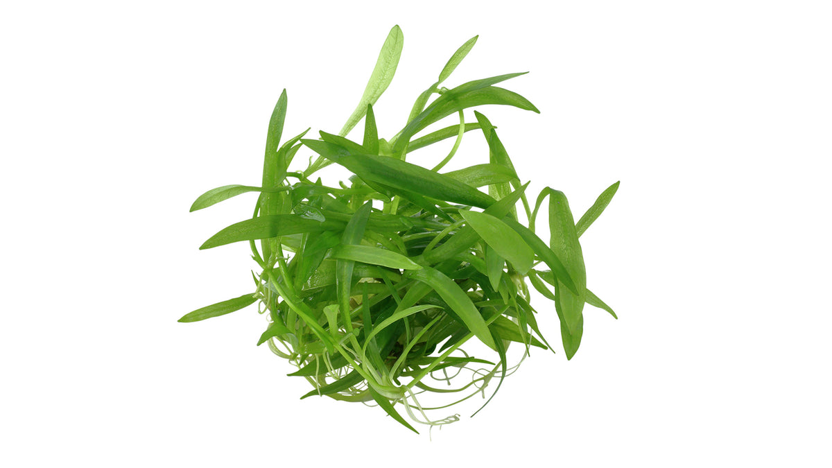 Helanthium bolivianum 'Quadricostatus'