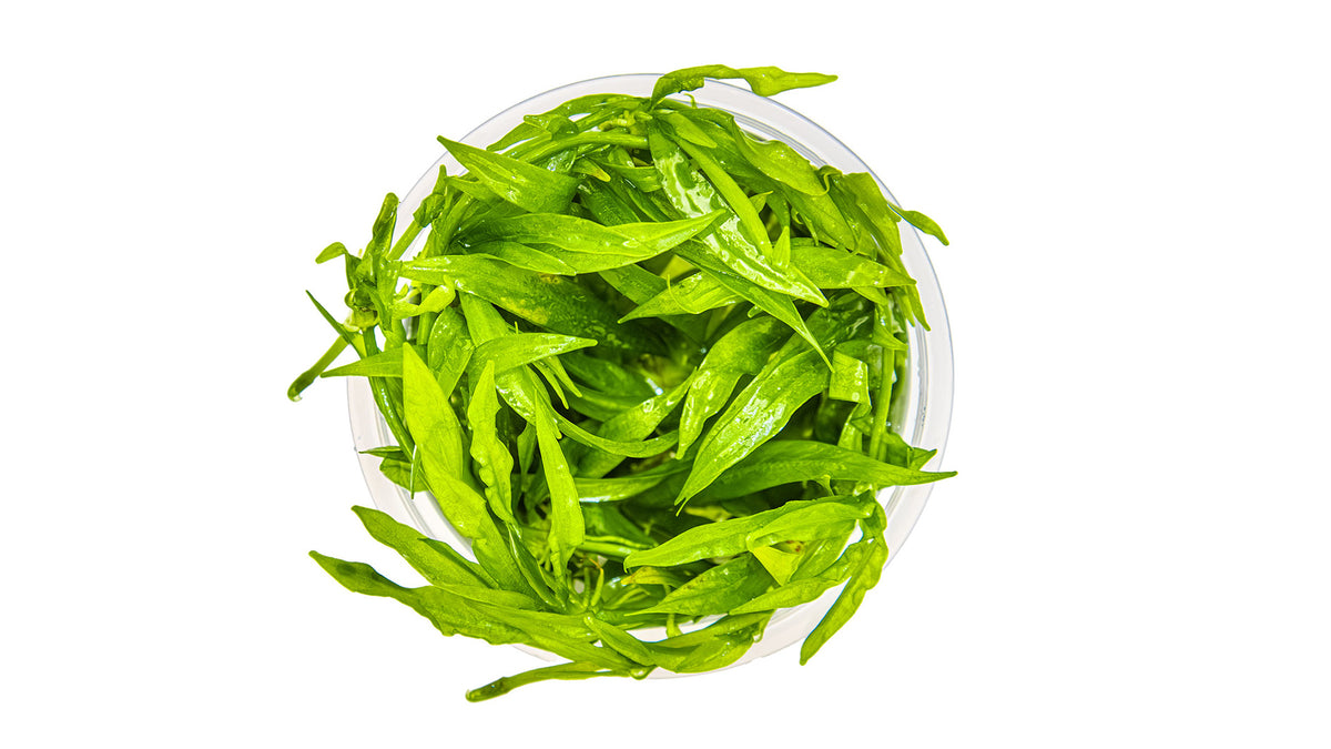 Helanthium bolivianum 'Quadricostatus' von oben