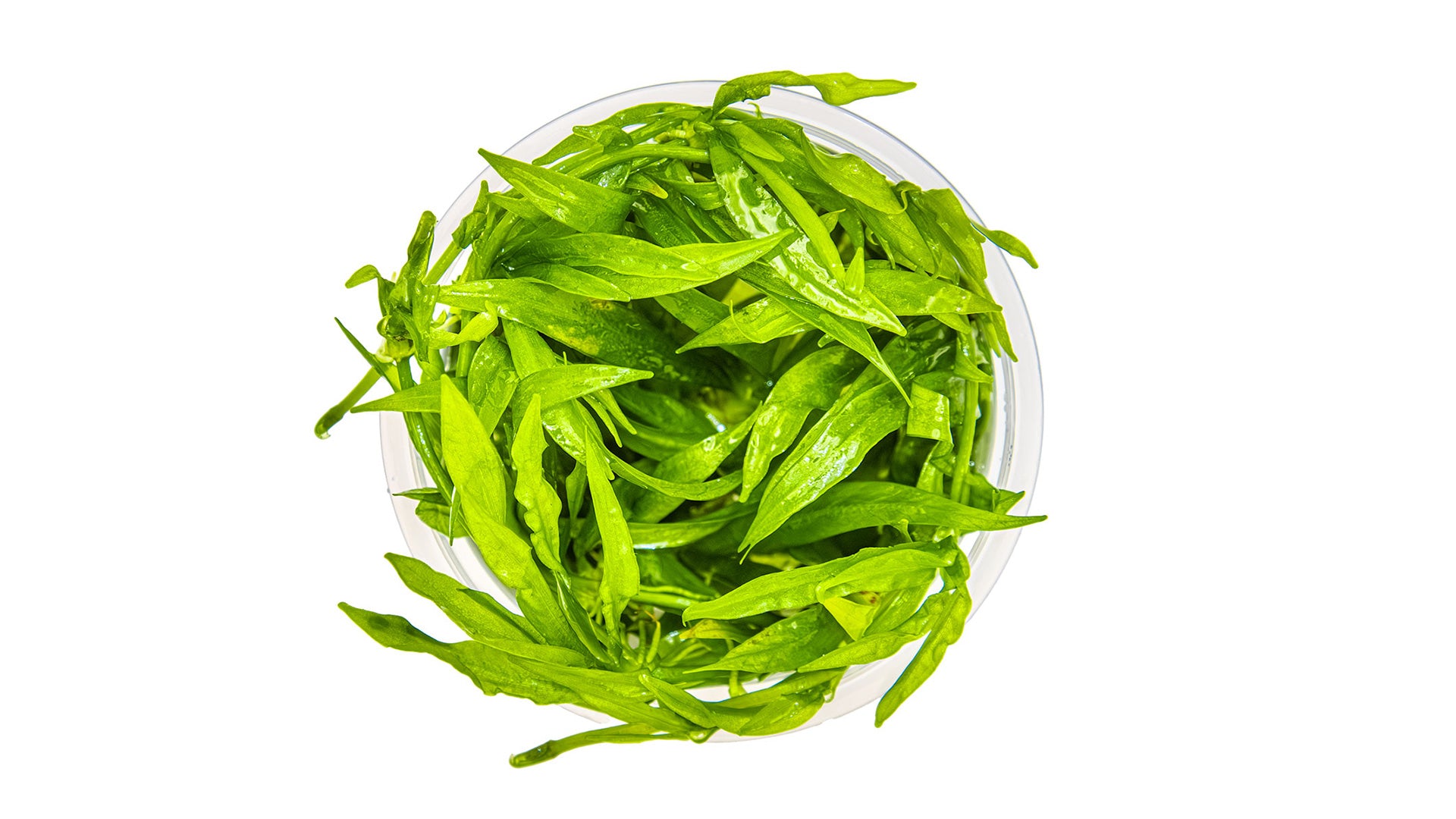 Helanthium bolivianum 'Quadricostatus' InVitro Pflanze