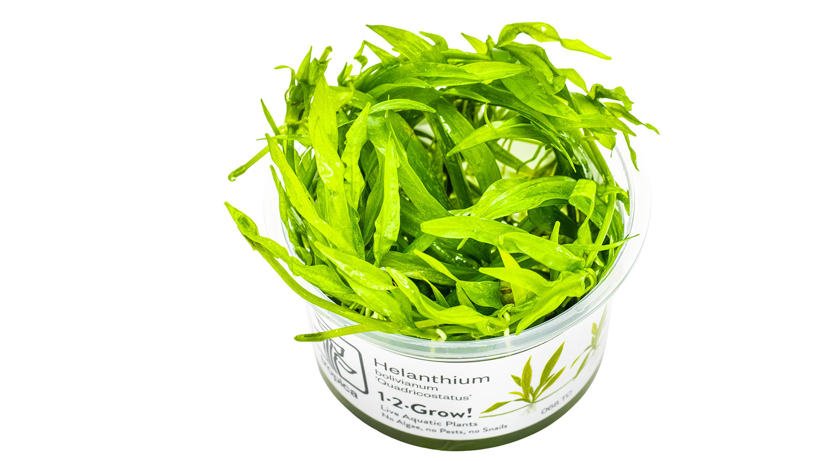 Helanthium bolivianum 'Quadricostatus' InVitro Pflanze