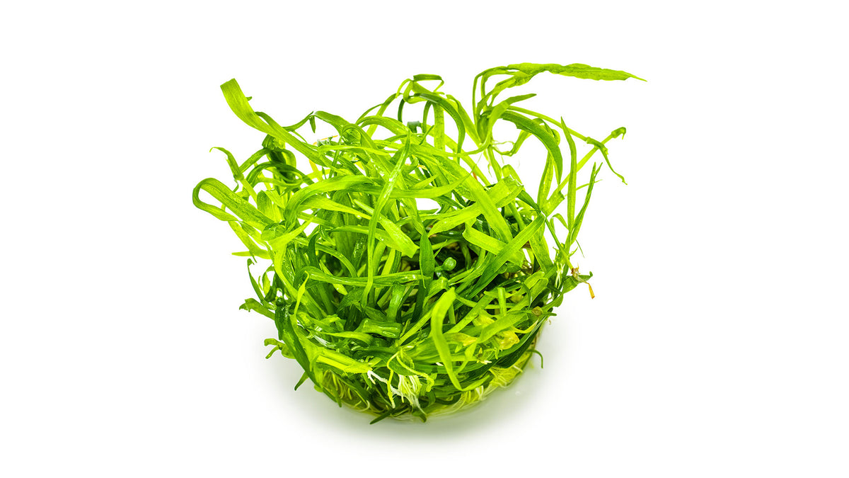 Helanthium tenellum 'Green'