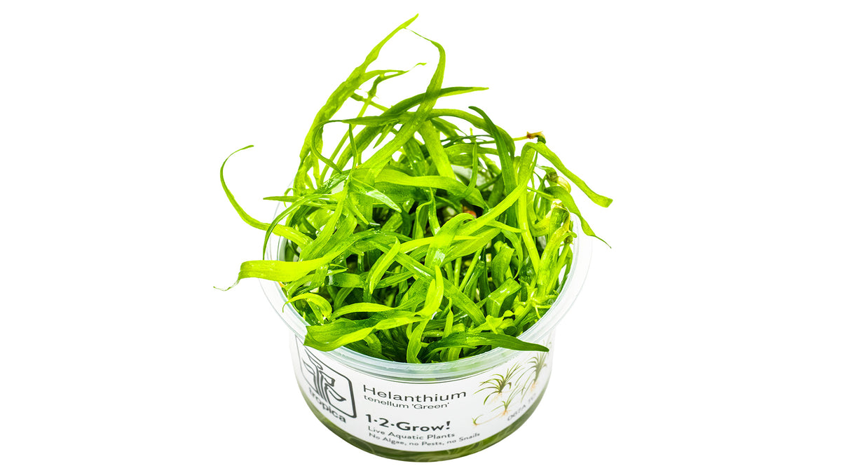 Helanthium tenellum 'Green' InVitro