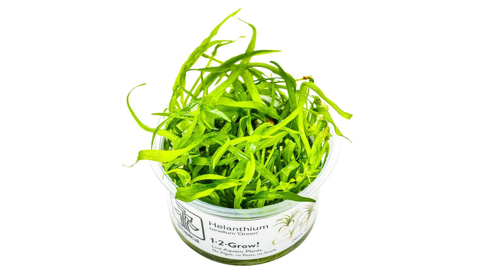 Helanthium tenellum 'Green' InVitro