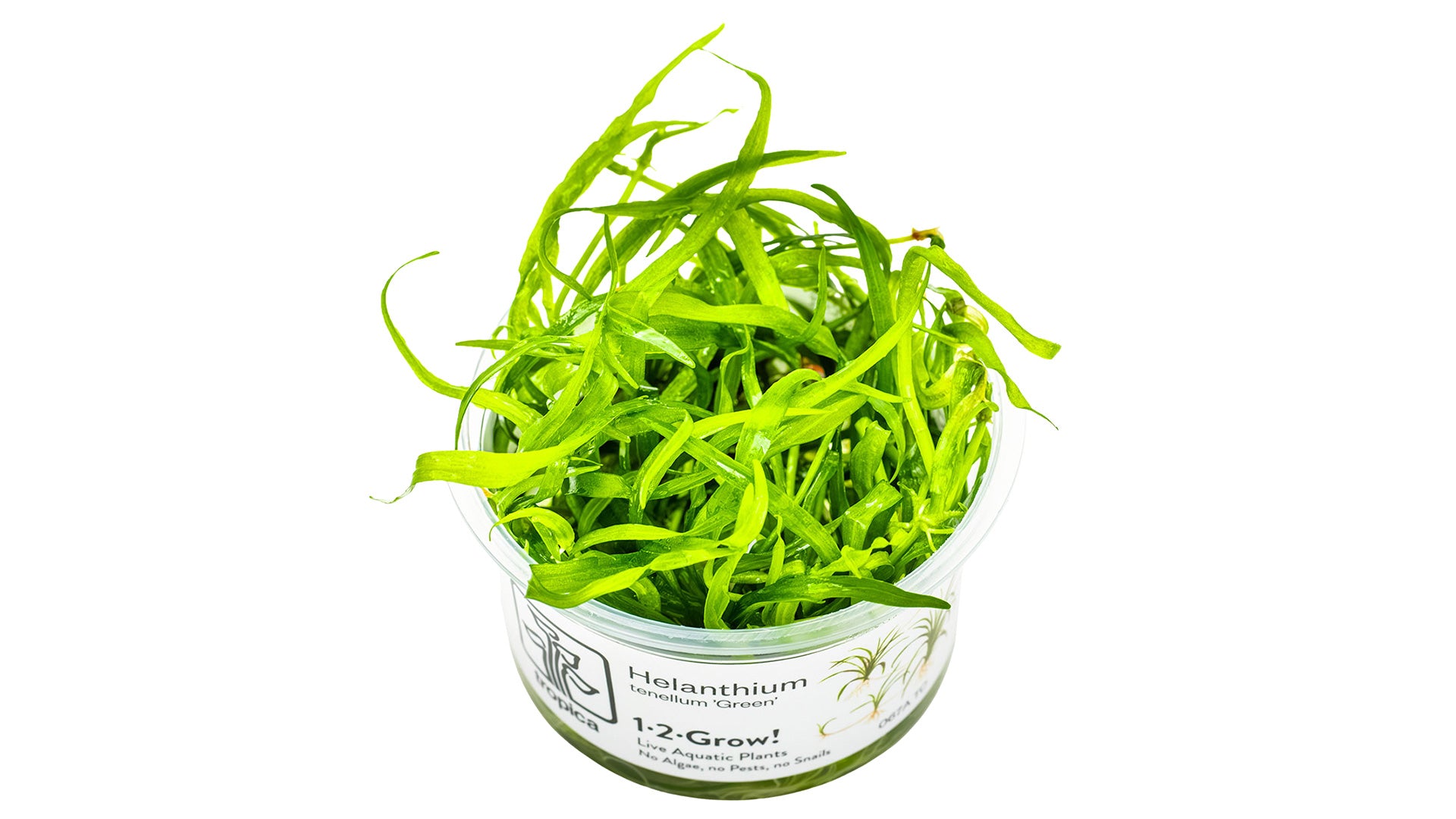 Helanthium tenellum 'Green' InVitro