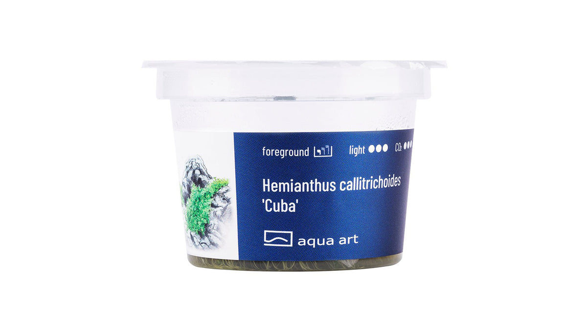 Hemianthus callitrichoides 'Cuba' - InVitro