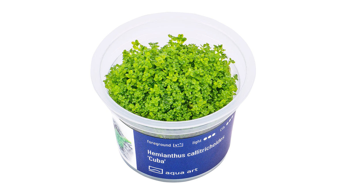 Hemianthus callitrichoides 'Cuba' - InVitro