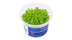 Hemianthus callitrichoides 'Cuba' - InVitro
