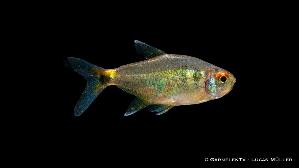 Hemigrammus ocellifer Nahaufnahme unter Wasser
