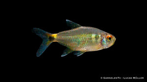 Hemigrammus ocellifer Nahaufnahme unter Wasser