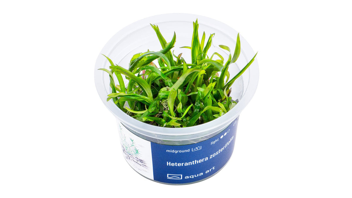 Heteranthera zosterifolia - InVitro