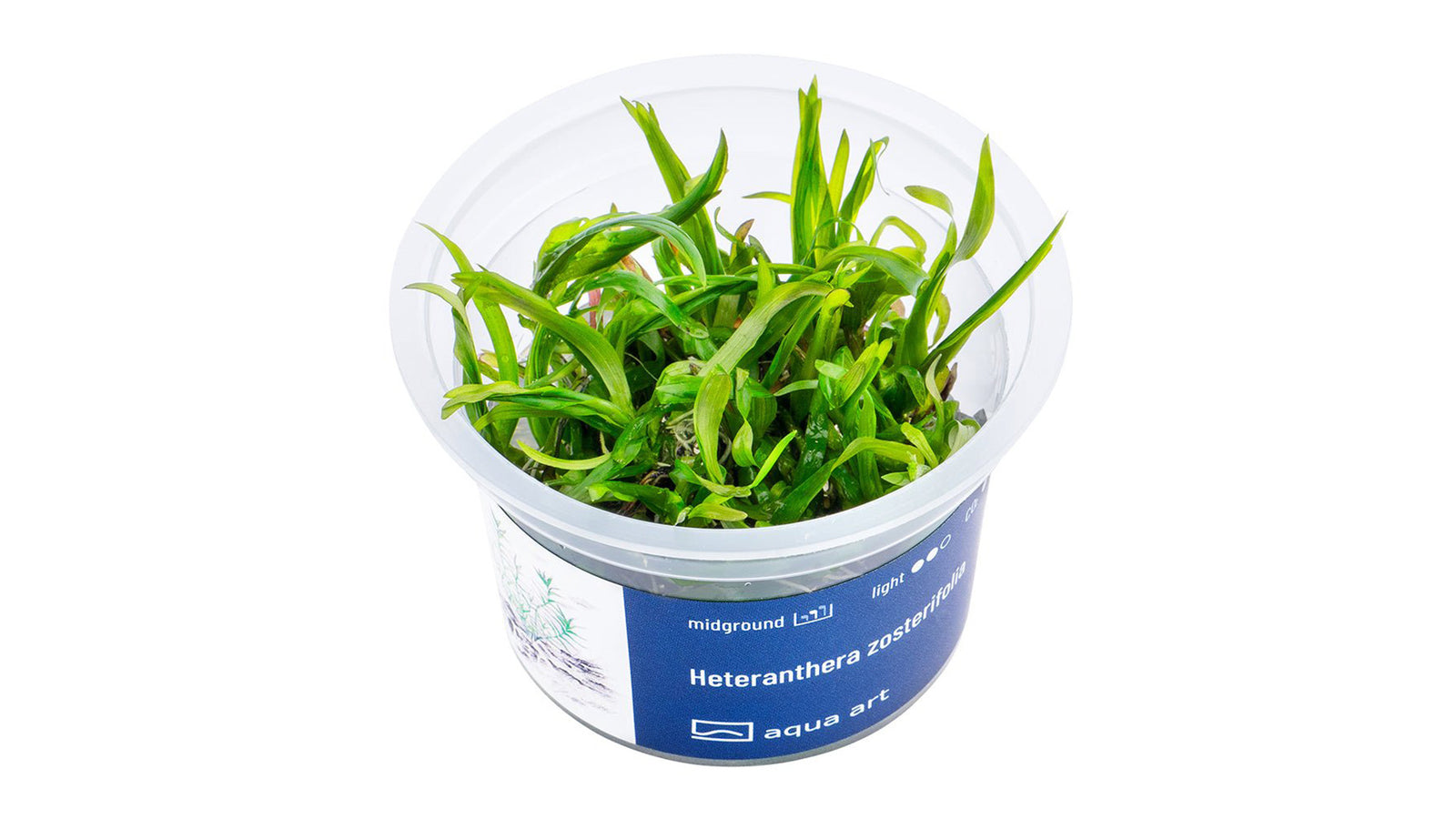 Heteranthera zosterifolia - InVitro