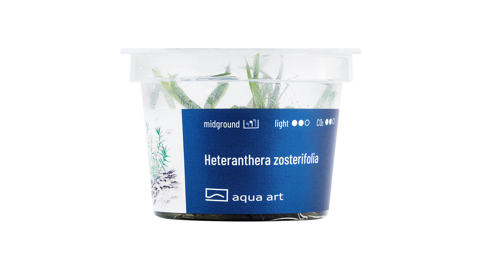 Heteranthera zosterifolia - InVitro