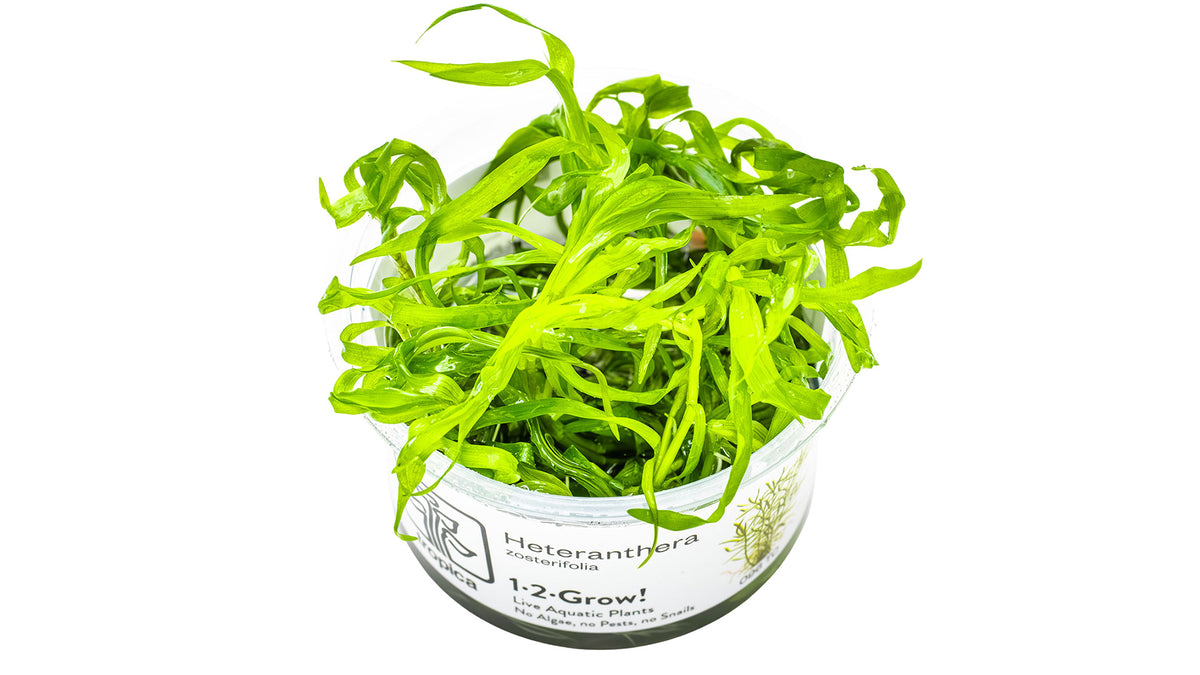 Heteranthera zosterifolia InVitro Pflanze