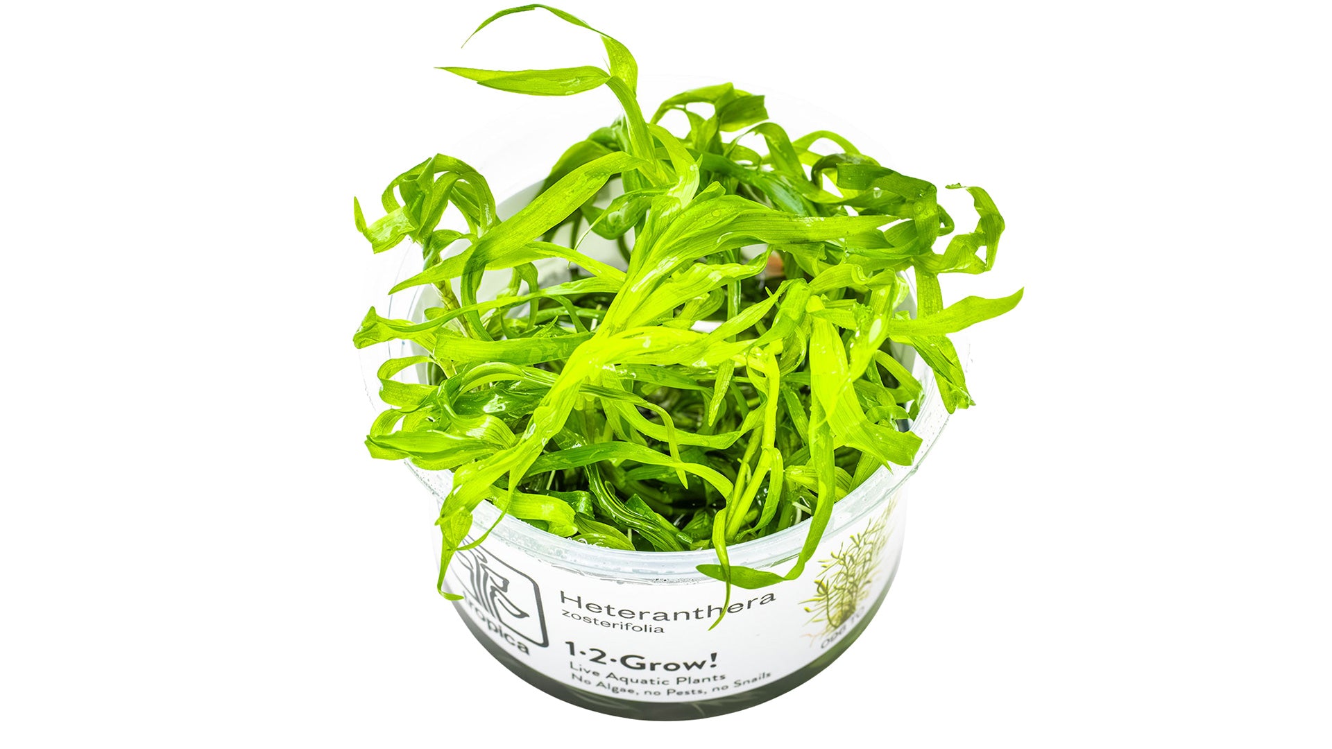 Heteranthera zosterifolia InVitro Pflanze