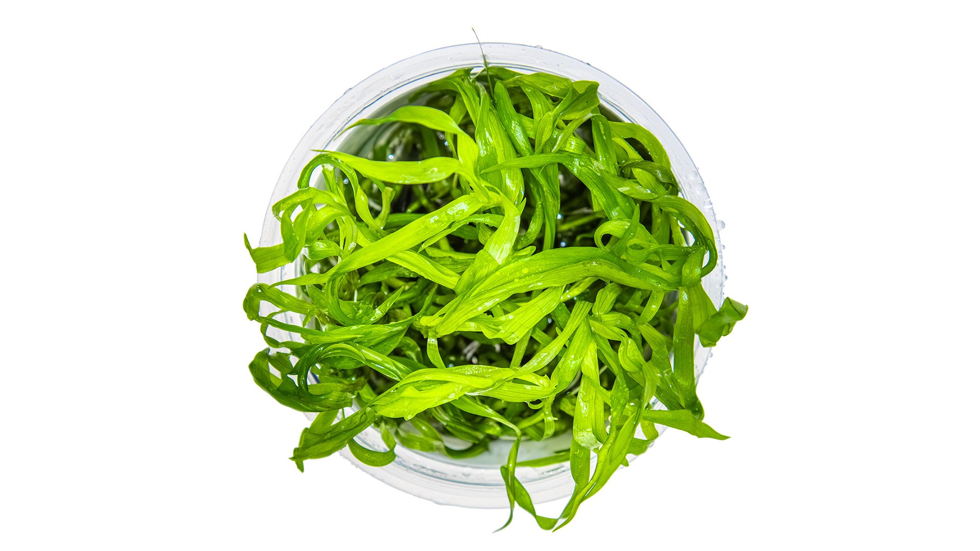 Heteranthera zosterifolia InVitro Pflanze