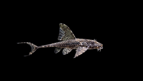 Hexenwels - Loricaria filamentosa