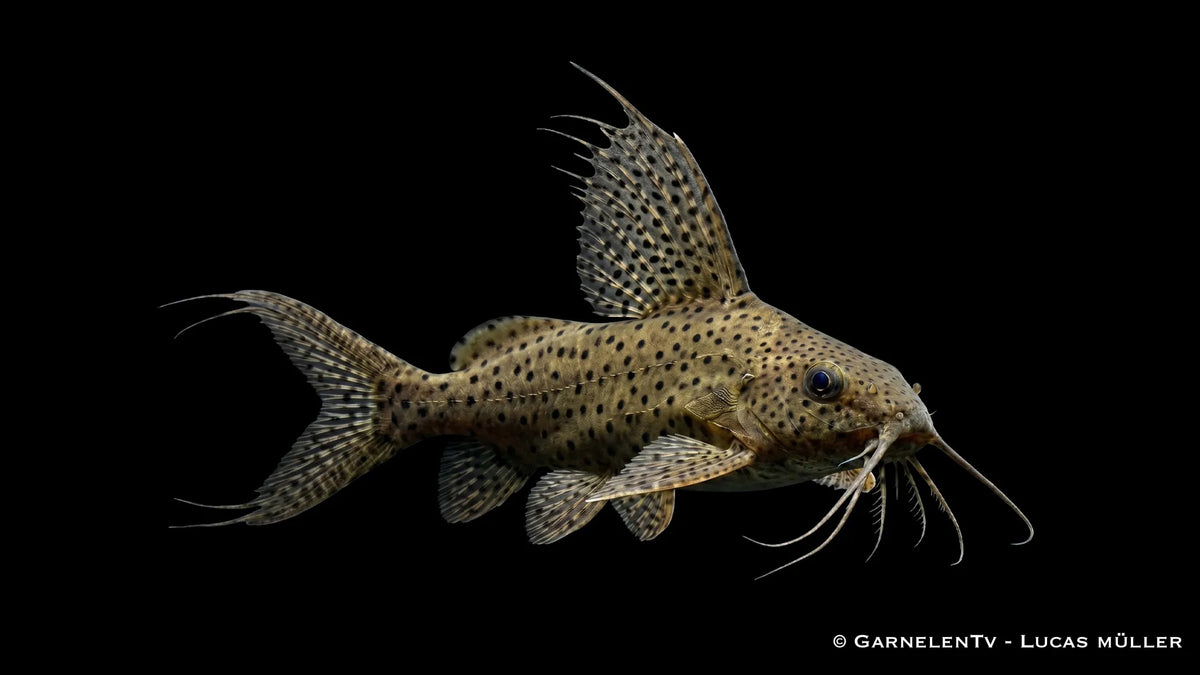 Hochflossen Fiederbartwels Synodontis eupterus mit hoher Rückenflosse, gepunkteter Zeichnung und kräftiger Welsform im Süßwasseraquarium