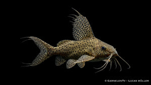 Hochflossen Fiederbartwels Synodontis eupterus mit hoher Rückenflosse, gepunkteter Zeichnung und kräftiger Welsform im Süßwasseraquarium