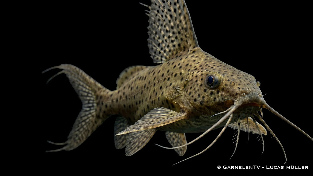 Synodontis eupterus als auffälliger Fiederbartwels mit langen Barteln, dekorativer Flossenform und typischem Verhalten zwischen Wurzeln und Steinen