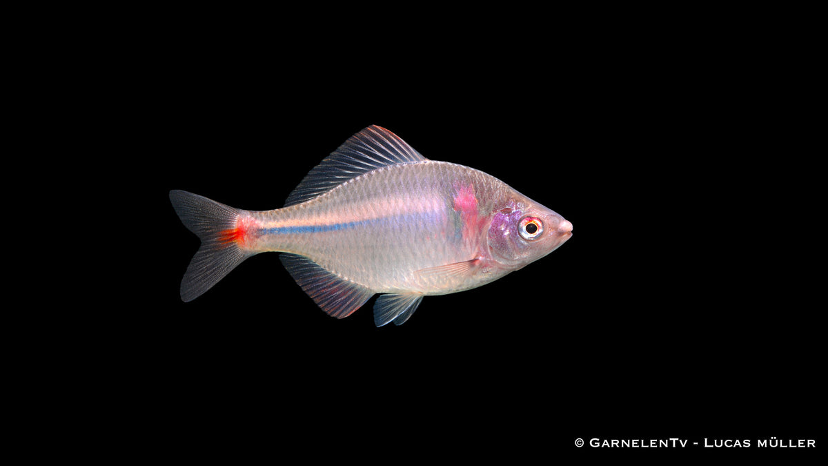 Hongkong Bitterling Rhodeus ocellatus kleiner Schwarmfisch für Gartenteich