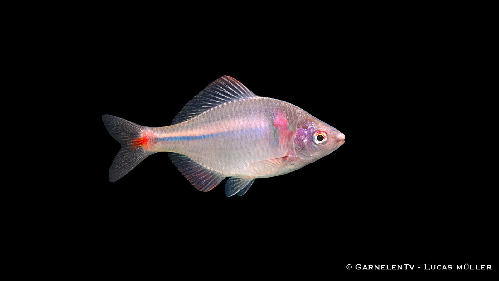 Hongkong Bitterling Rhodeus ocellatus kleiner Schwarmfisch für Gartenteich