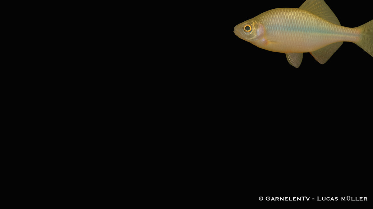 Hongkong Bitterling - Rhodeus ocellatus (7-9 cm)