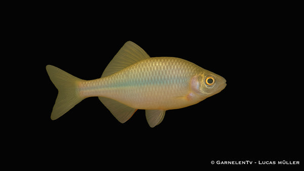 Hongkong Bitterling - Rhodeus ocellatus (7-9 cm)