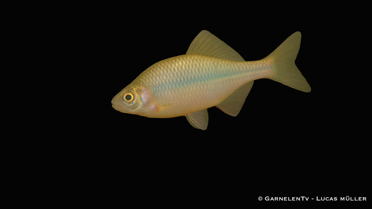 Hongkong Bitterling - Rhodeus ocellatus (7-9 cm)