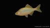 Hongkong Bitterling - Rhodeus ocellatus (7-9 cm)