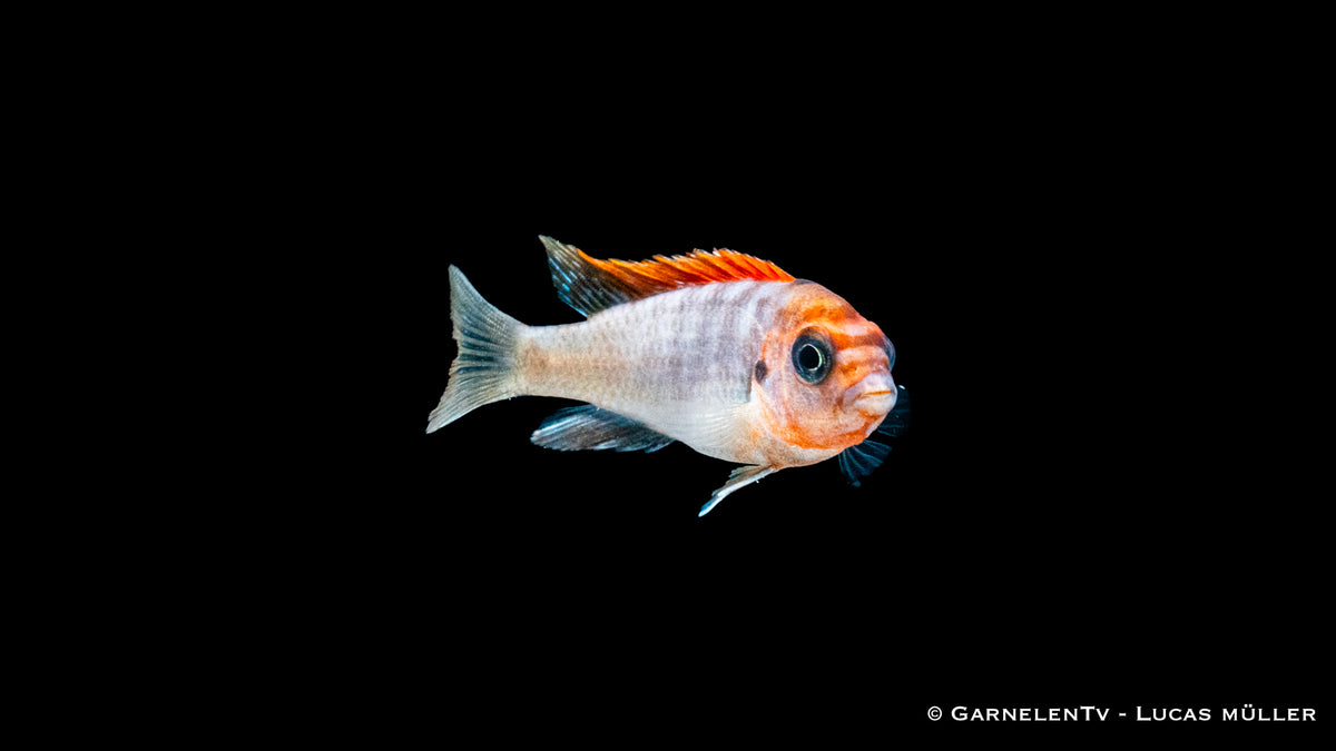 Labidochromis hongi &quot;Red Top Schweden&quot; mit rotem Kopf und gelbem Körper