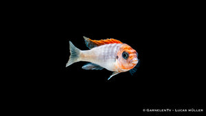 Labidochromis hongi "Red Top Schweden" mit rotem Kopf und gelbem Körper