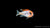 Honig Maulbrüter Labidochromis hongi Red Top Schweden im Aquarium