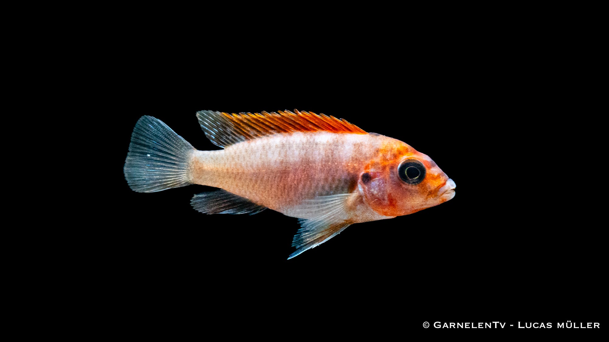 Honig Maulbrüter Labidochromis hongi Red Top Schweden im Aquarium
