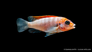 Labidochromis hongi schwimmt in malawiseeähnlichem Habitat