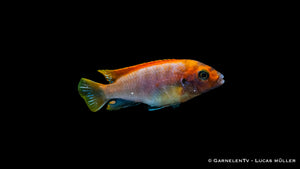 Honig Maulbrüter "Red Top Schweden" in Aquarienlandschaft