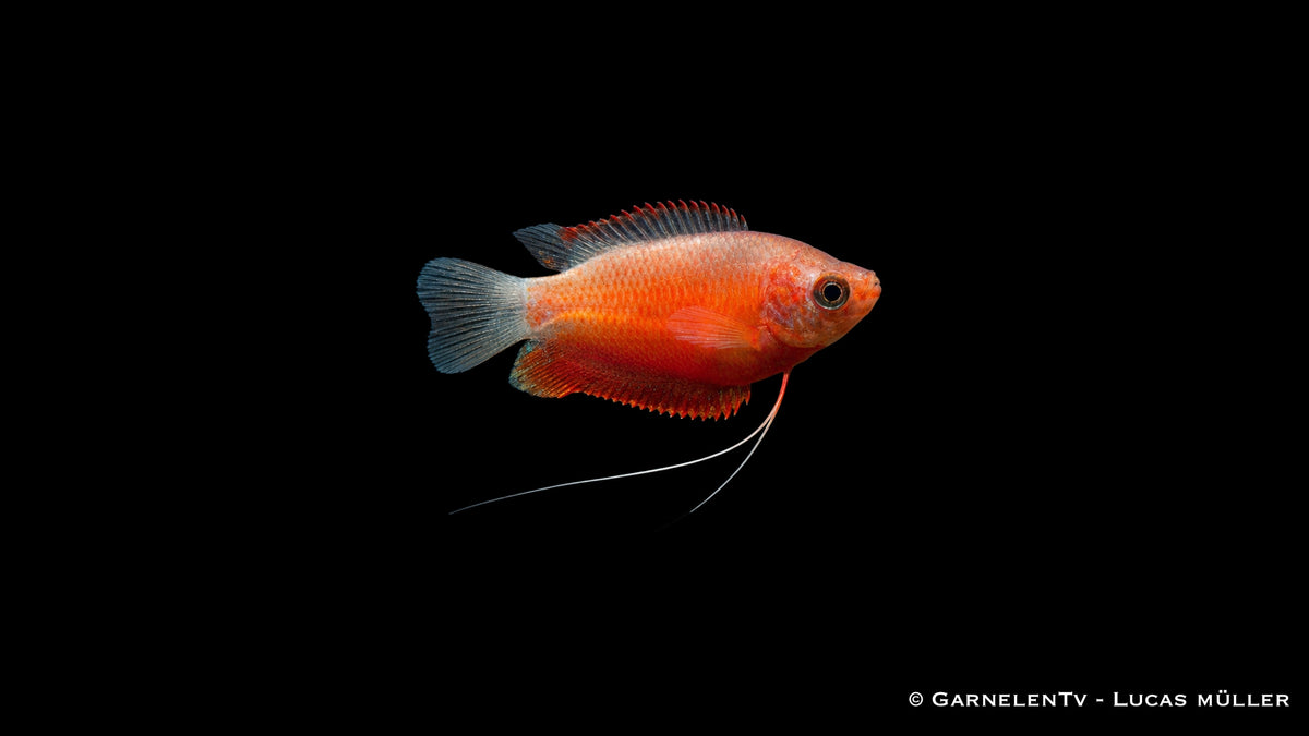 Honigfadenfisch - Colisa chuna